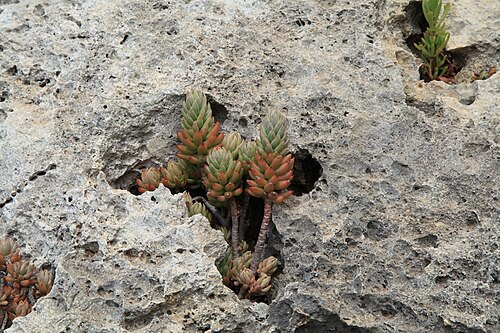 Petrosedum sediforme: Sedum sediforme growing at the Ġnejna Bay in Mġarr , Malta