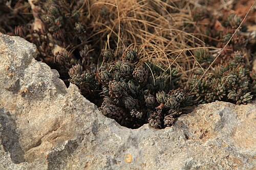Petrosedum sediforme: Sedum sediforme growing at Triq tad-Dahar in Mellieħa , Malta
