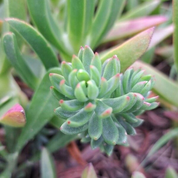 Petrosedum sediforme (Petrosedum sediforme)
