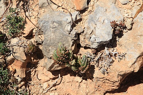 Petrosedum sediforme: Sedum sediforme growing on Comino in Għajnsielem , Malta