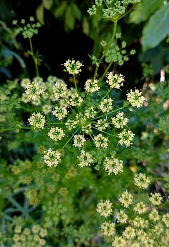 Parsley (Petroselinum crispum)