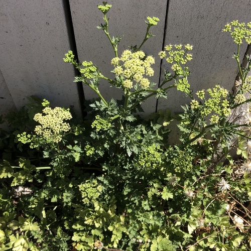 Parsley (Petroselinum crispum)