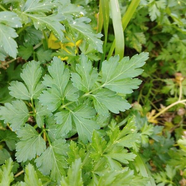 Parsley (Petroselinum crispum)