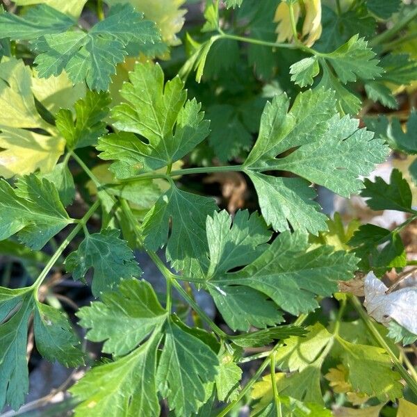Parsley (Petroselinum crispum)