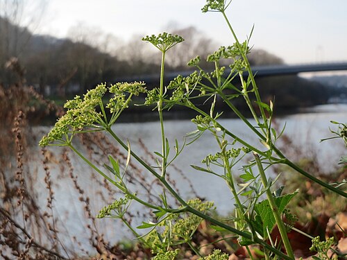 Parsley: Petersilie ( Petroselinum crispum ) an der Saar in Saarbrücken