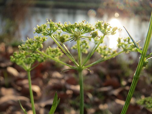 Parsley: Petersilie ( Petroselinum crispum ) an der Saar in Saarbrücken