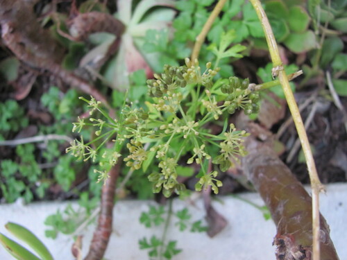 Parsley (Petroselinum crispum)