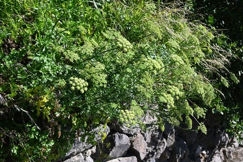 Parsley (Petroselinum crispum)