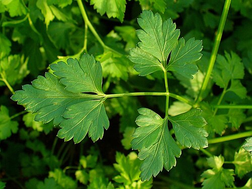 Parsley: Petroselinum crispum , Parsley, leaf.