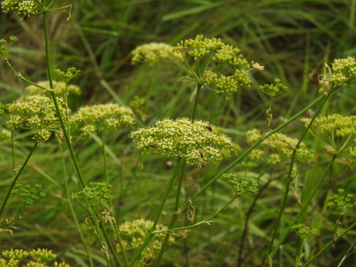 Parsley (Petroselinum crispum)