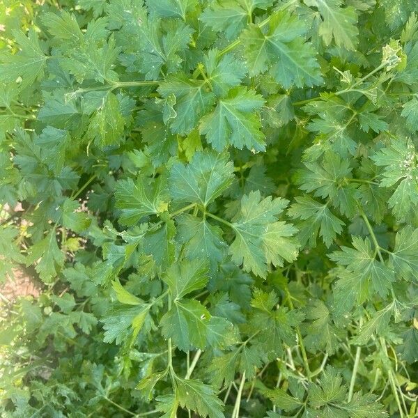 Parsley (Petroselinum crispum)