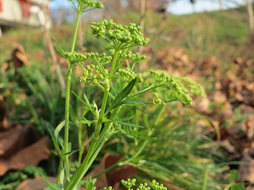 Parsley: Petersilie ( Petroselinum crispum ) an der Saar in Saarbrücken