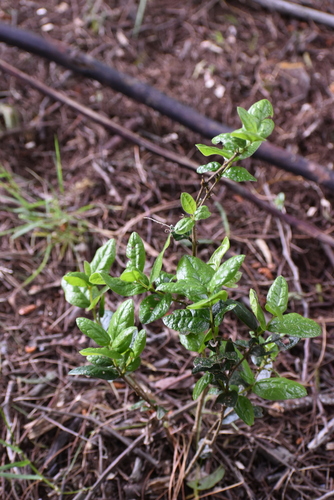 Árnica (Peumus boldus)