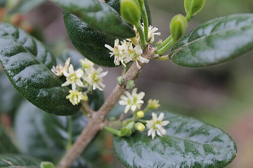 Árnica: flores hembras