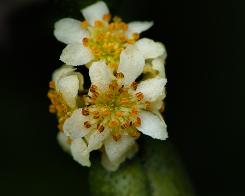 Árnica (Peumus boldus)