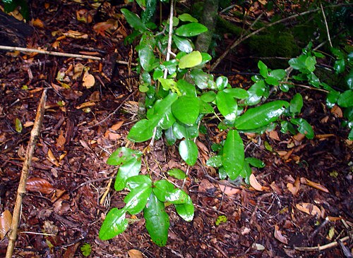 Árnica: Rama de boldo ( Peumus boldus ) en la Reserva Nacional Malleco, región de La Araucanía, Chile.