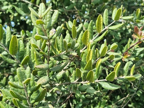 Árnica (Peumus boldus)