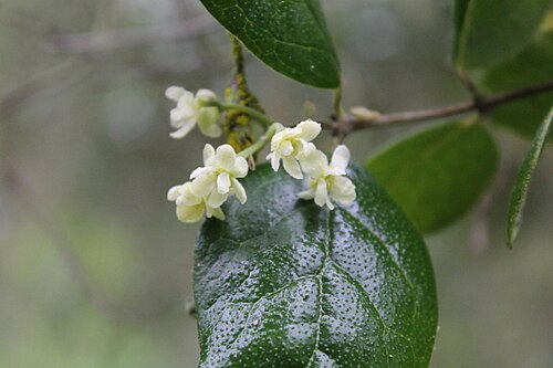 Árnica: The protolog of "boldo" by Molina does not indicate dioecious species, however boldo if it is a dioecious diclino tree, as Claude Gay and Karl Reiche indicates,
