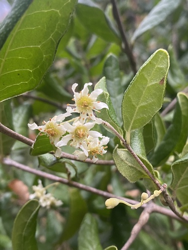 Árnica (Peumus boldus)