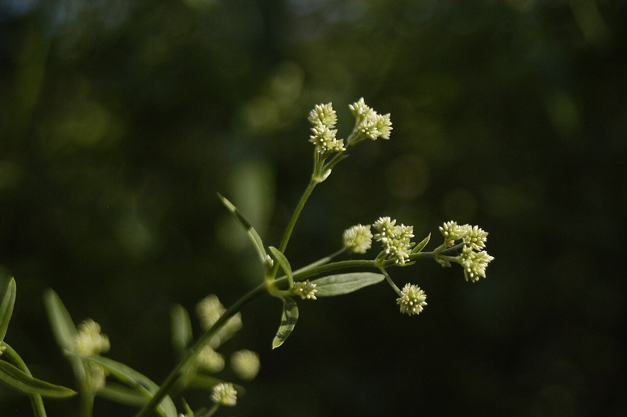 Pfaffia glomerata: Pfaffia glomerata