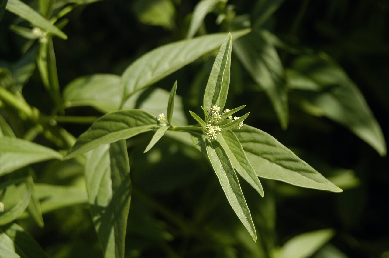 Pfaffia glomerata: Pfaffia glomerata
