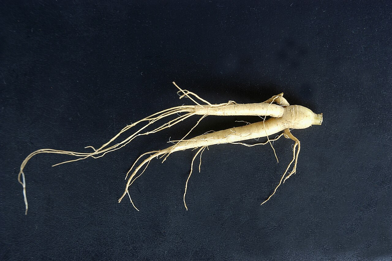 Pfaffia glomerata: Raiz de paratudo, Ginseng brasileiro
