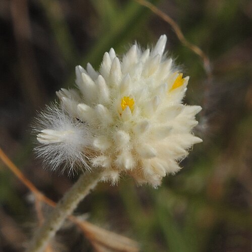 Pfaffia gnaphalioides: Pfaffia gnaphalioides . Amaranthaceae. Fotos tomadas al margen de la Ruta 55 y al margen del lago entre rocas en Palmar, departamento de Soriano, Uruguay.