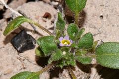 Virgin phacelia (Phacelia cephalotes)