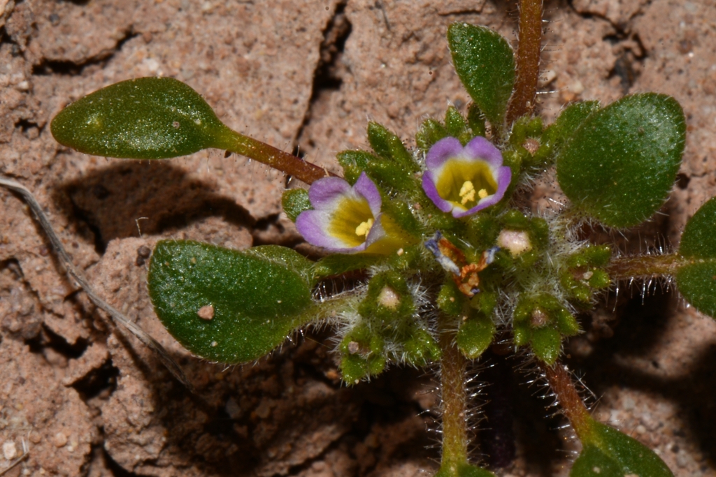 Virgin phacelia (Phacelia cephalotes)