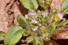 Virgin phacelia (Phacelia cephalotes)