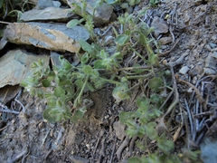 Hiddenflower phacelia (Phacelia cryptantha)