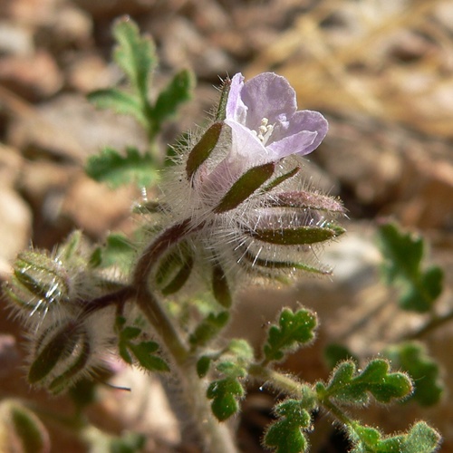 Hiddenflower phacelia (Phacelia cryptantha)