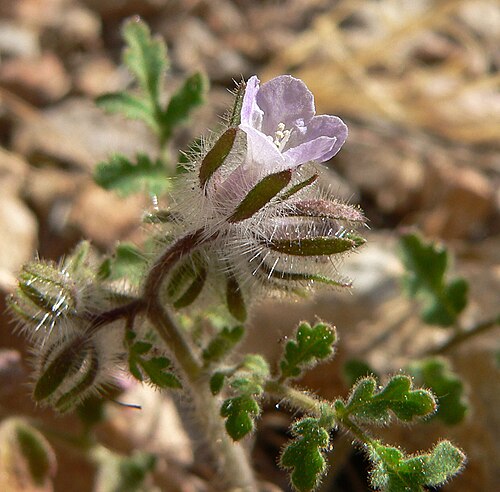 Hiddenflower phacelia: Phacelia cryptantha alongside the trail on the west face of the ridge just north of Fossil Ridge, Blue Diamond Hill, Spring Mountains, southern Nevada