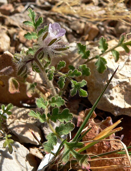 Hiddenflower phacelia: Phacelia cryptantha alongside the trail on the west face of the ridge just north of Fossil Ridge, Blue Diamond Hill, Spring Mountains, southern Nevada