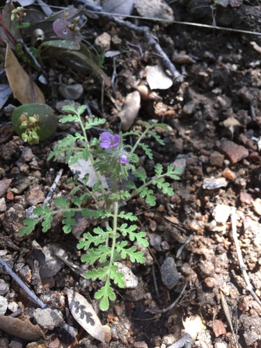 Hiddenflower phacelia (Phacelia cryptantha)