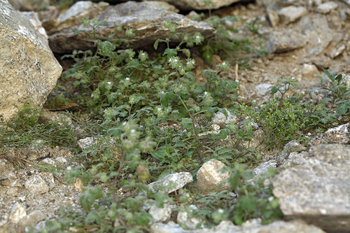 Hiddenflower phacelia (Phacelia cryptantha)