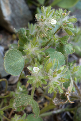 Hiddenflower phacelia (Phacelia cryptantha)