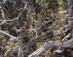 Hiddenflower phacelia (Phacelia cryptantha)