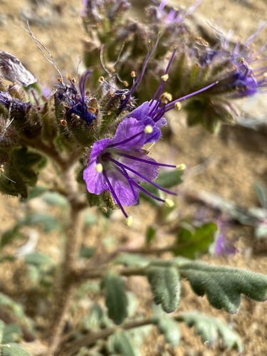 Northpark phacelia (Phacelia formosula)