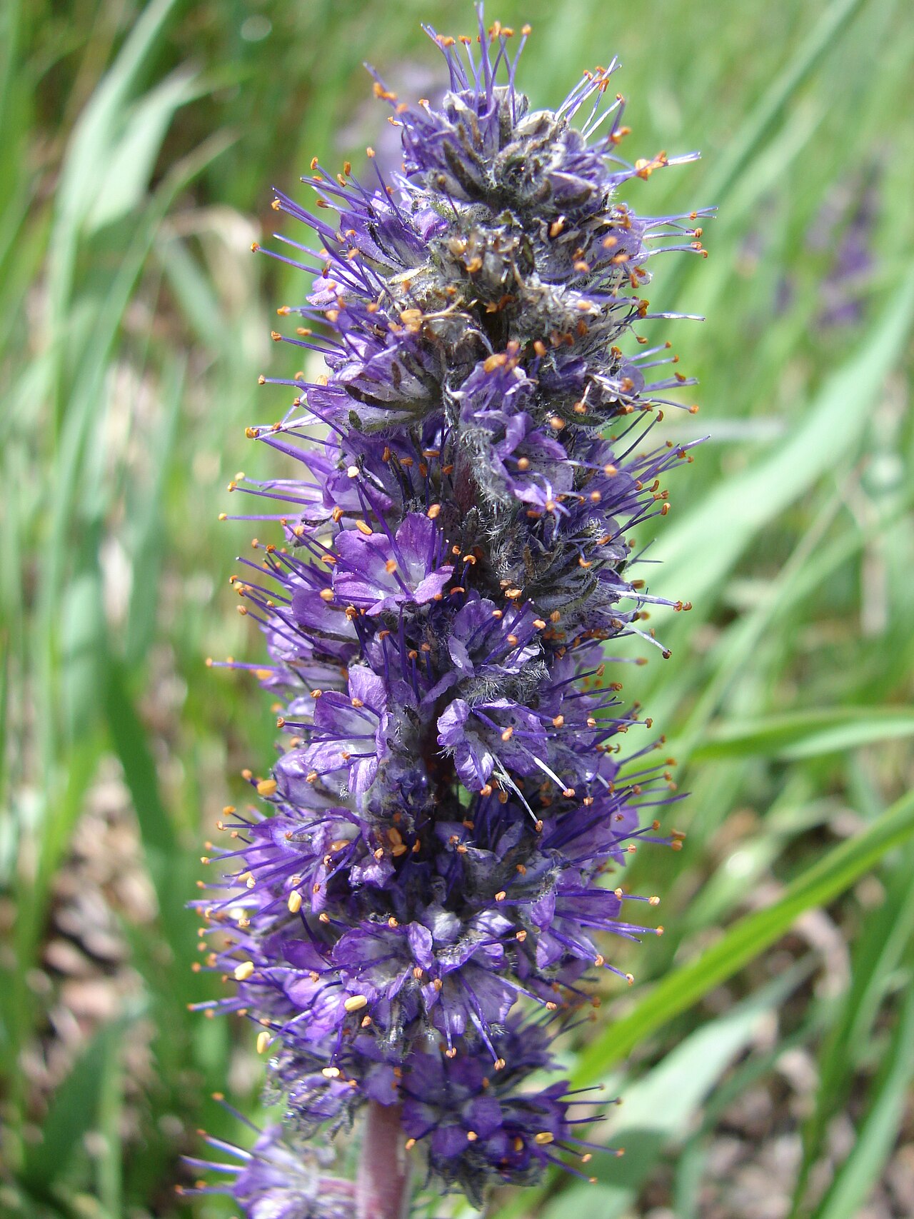 Northpark phacelia: Phacelia formosula