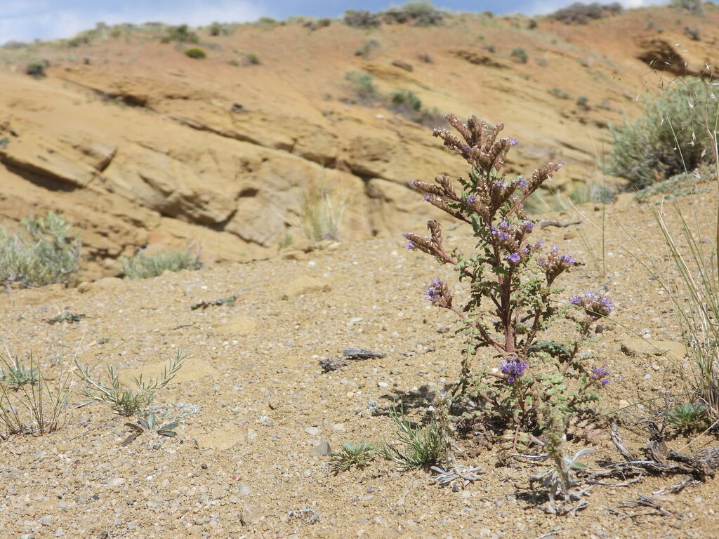 Northpark phacelia (Phacelia formosula)
