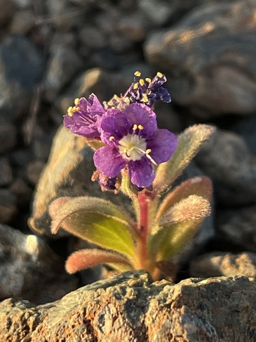 Scott Valley phacelia (Phacelia greenei)