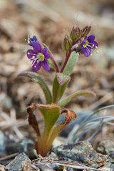 Scott Valley phacelia (Phacelia greenei)