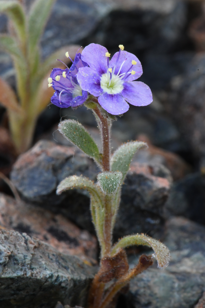Scott Valley phacelia (Phacelia greenei)