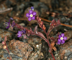 Scott Valley phacelia (Phacelia greenei)