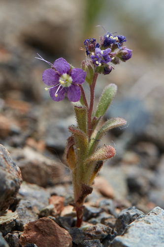 Scott Valley phacelia (Phacelia greenei)