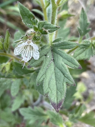 Santa Lucia phacelia (Phacelia grisea)