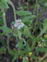 Santa Lucia phacelia (Phacelia grisea)