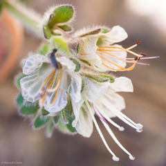Santa Lucia phacelia (Phacelia grisea)