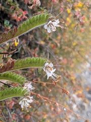 Santa Lucia phacelia (Phacelia grisea)
